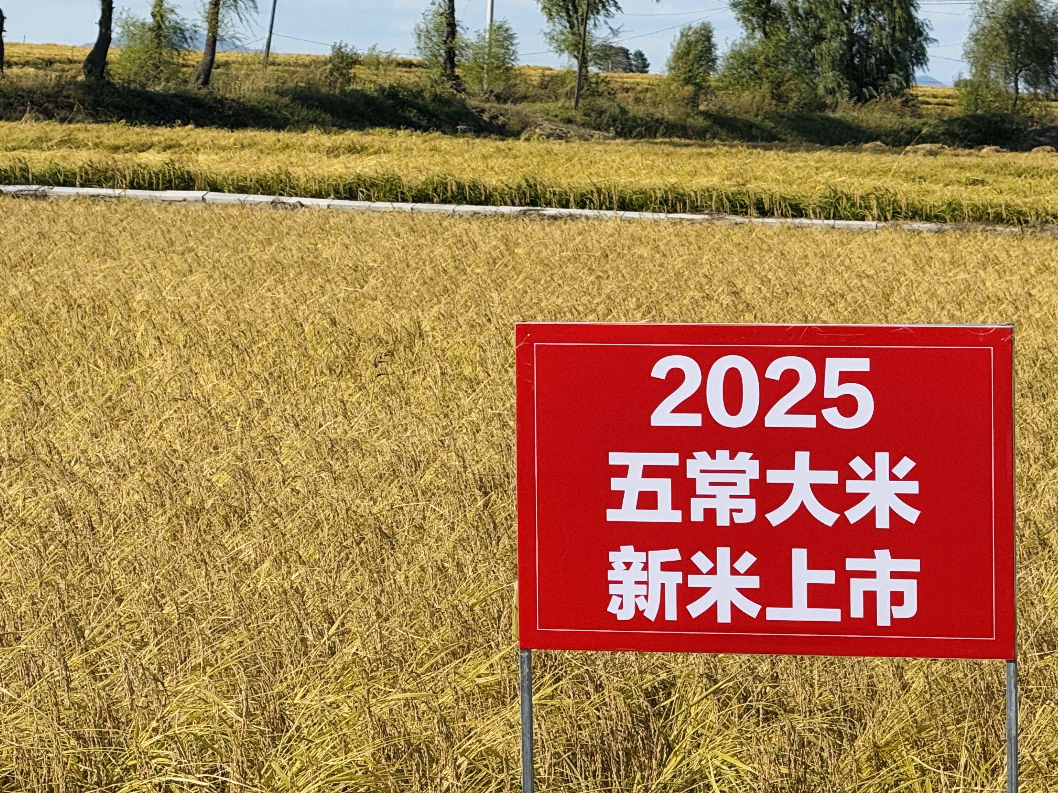 在中国产粮第一大省见证“收获季”