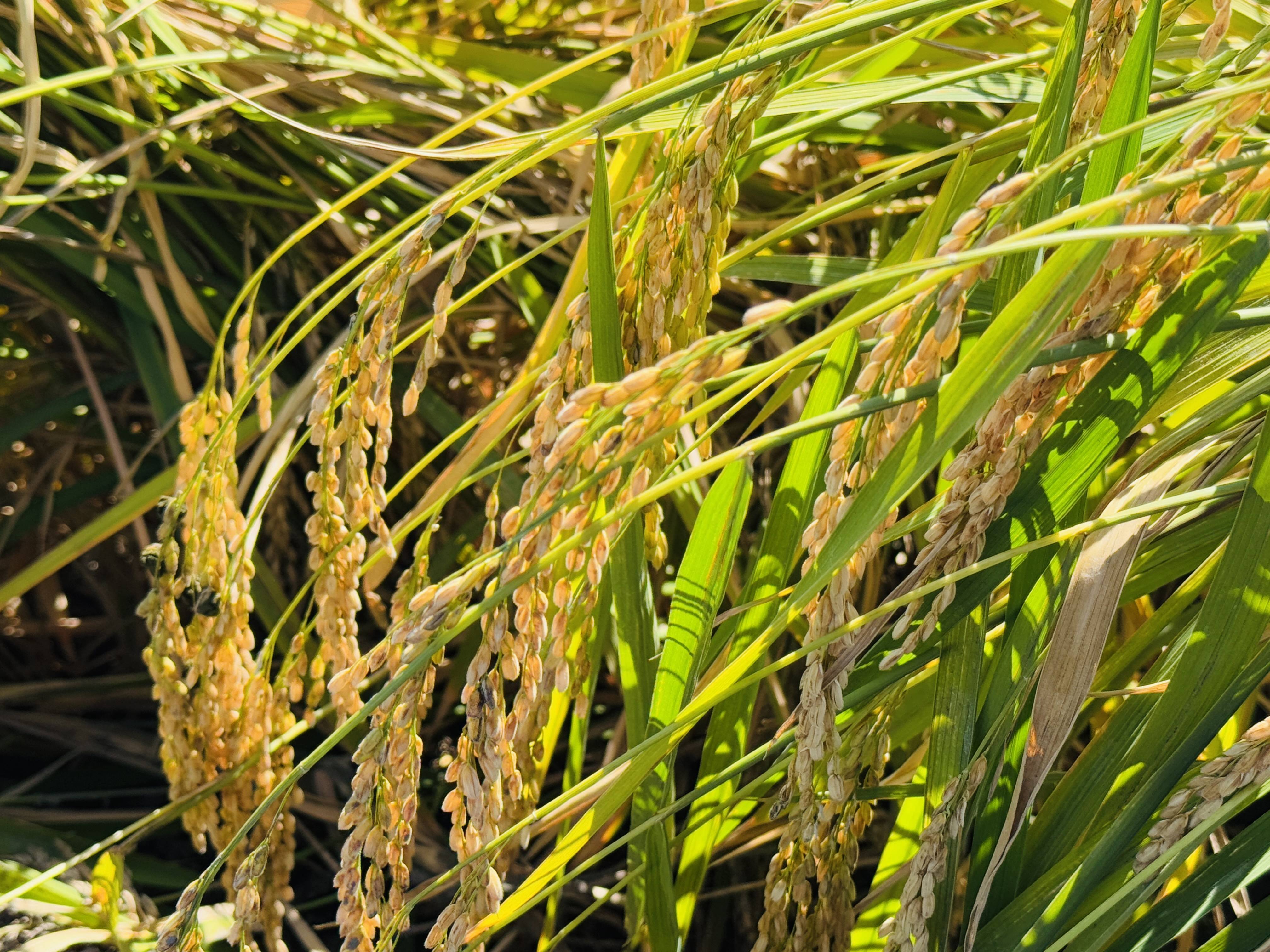 在中国产粮第一大省见证“收获季”