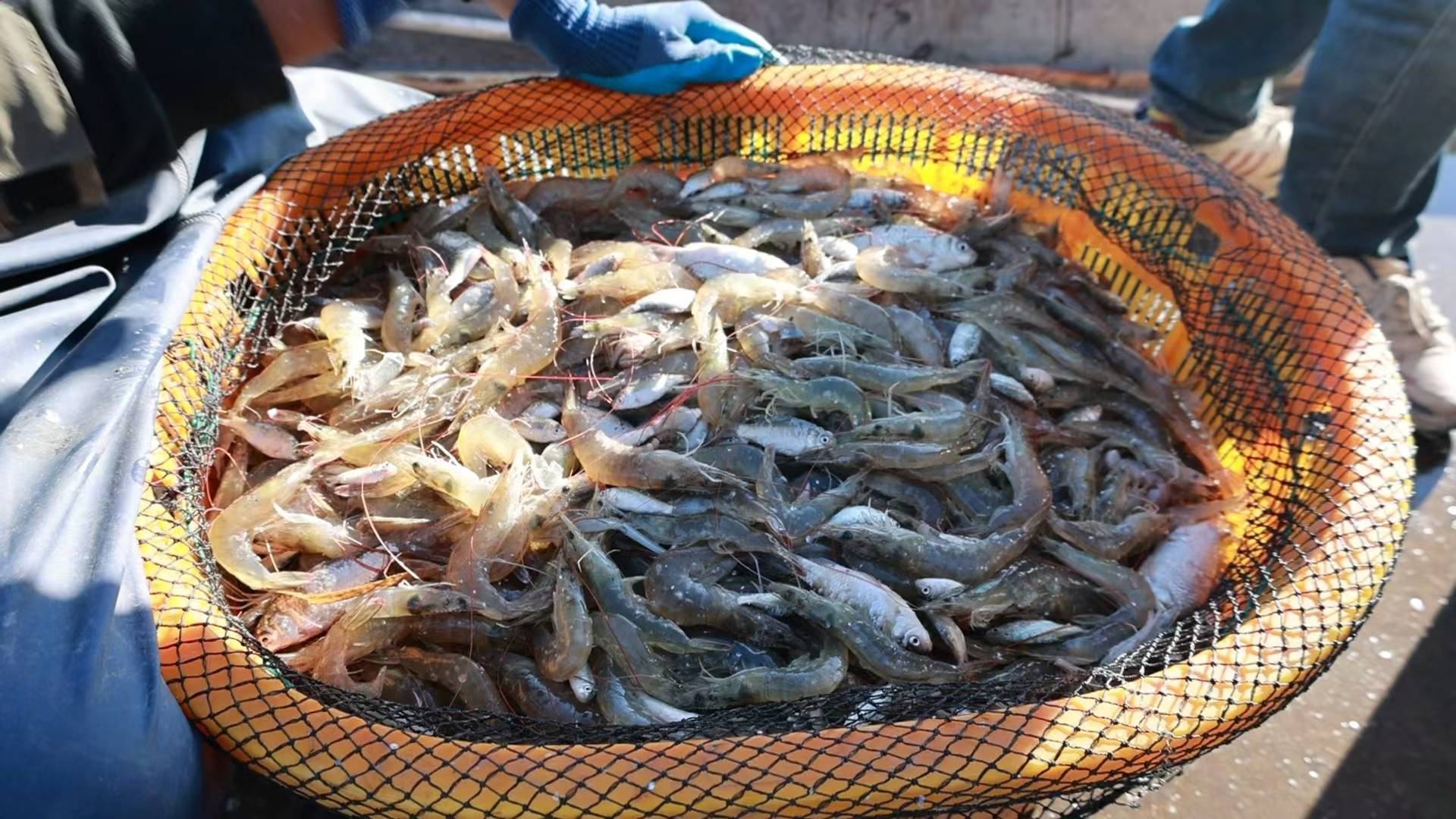 收获超过10万斤!肇源填补我国冷水养海虾技术空白