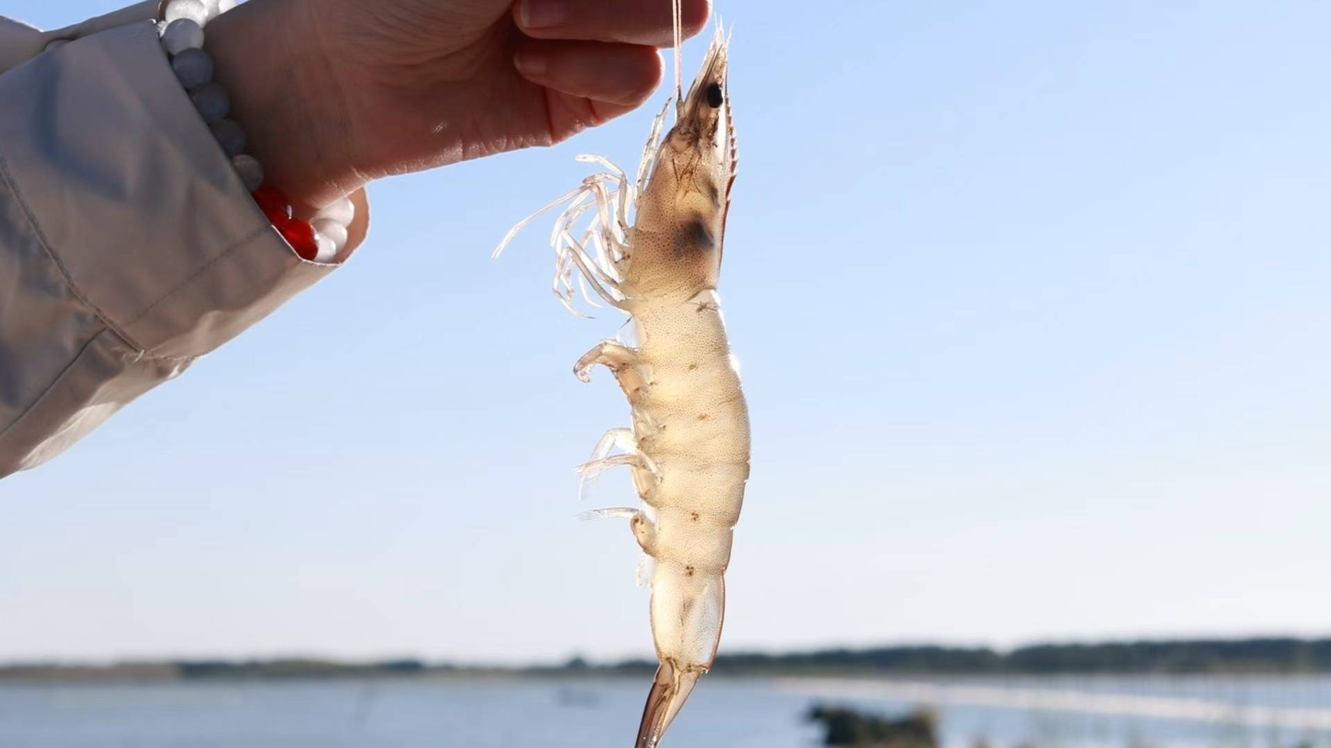 收获超过10万斤!肇源填补我国冷水养海虾技术空白