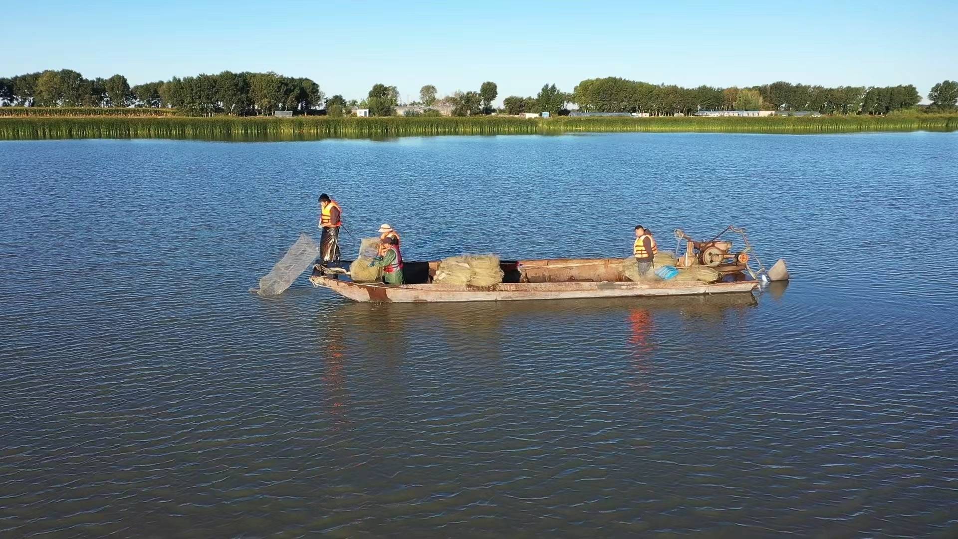 收获超过10万斤!肇源填补我国冷水养海虾技术空白