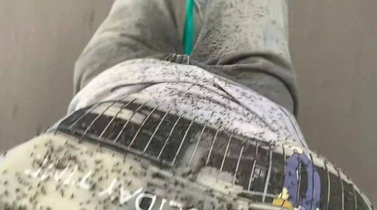 游客称内蒙古阿尔山现大量飞虫，眼睛都睁不开，景区：不咬人