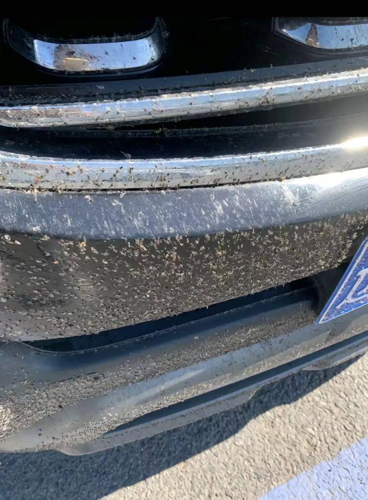 游客称内蒙古阿尔山现大量飞虫，眼睛都睁不开，景区：不咬人