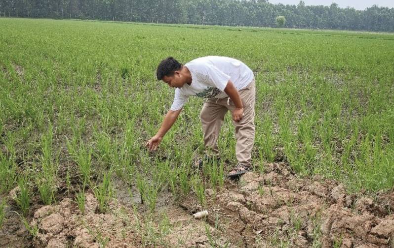 不拿锄头的“新农人”开启种田外包模式