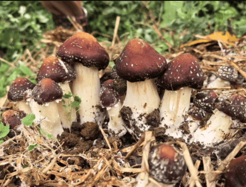 人保财险北京分公司签发北京市首单赤松茸种植保险